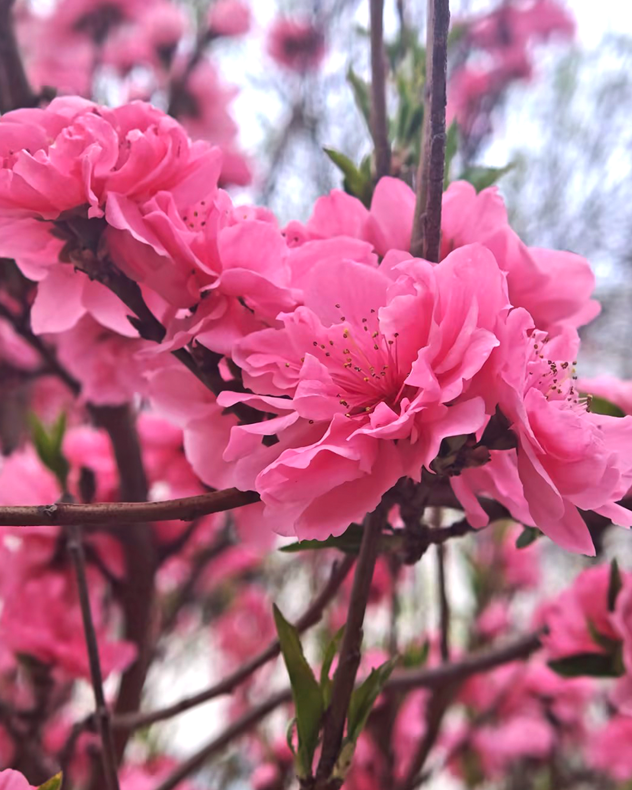 GA黄金甲·(中国集团)官方网站