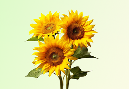 GA黄金甲·(中国集团)官方网站